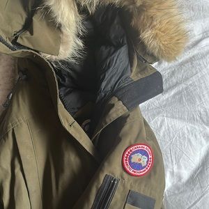 Canada goose